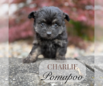 Small #3 Pom-A-Poo