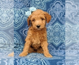 Goldendoodle Puppy for sale in OXFORD, PA, USA