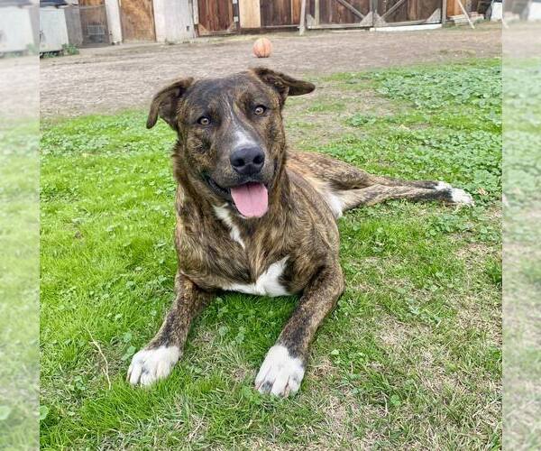 Medium Photo #1 German Shepherd Dog-Unknown Mix Puppy For Sale in Paso Robles, CA, USA