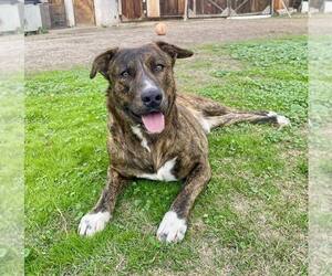 German Shepherd Dog-Unknown Mix Dogs for adoption in Paso Robles, CA, USA