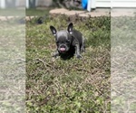 Small Photo #4 French Bulldog Puppy For Sale in VINELAND, NJ, USA