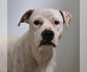 Mutt Dogs for adoption in San Antonio, TX, USA