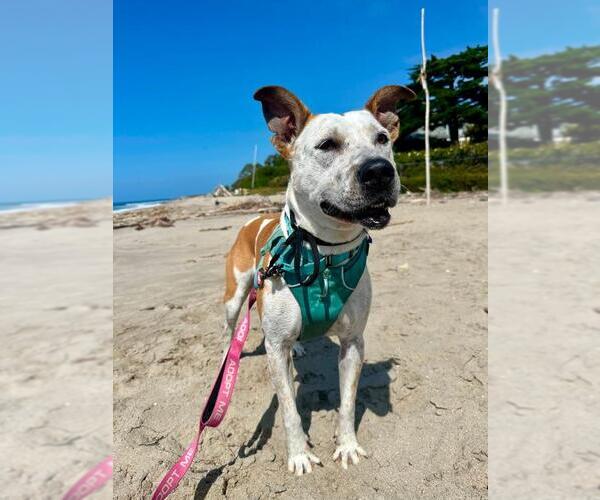 Medium Photo #2 Mutt Puppy For Sale in Santa Barbara, CA, USA
