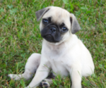 Puppy Sasha Pug