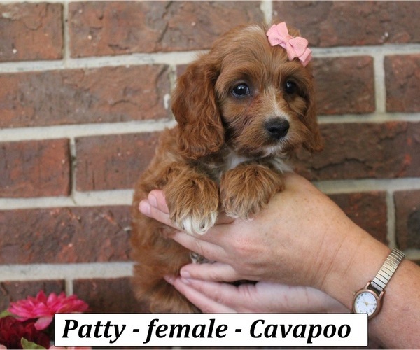 Medium Photo #2 Cavapoo (Miniature) Puppy For Sale in CLARKRANGE, TN, USA