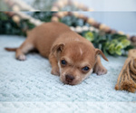 Small Photo #20 Chihuahua-Chorkie Mix Puppy For Sale in FREDERICKTOWN, OH, USA