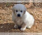 Small Photo #16 English Cream Golden Retriever Puppy For Sale in NEWVILLE, PA, USA