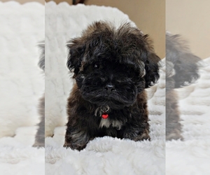 ShihPoo Puppy for Sale in CYPRESS, Texas USA