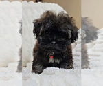 Small ShihPoo