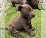 Small Photo #3 Labrador Retriever-Unknown Mix Puppy For Sale in Sanford, FL, USA