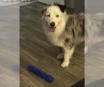 Small #9 Australian Shepherd