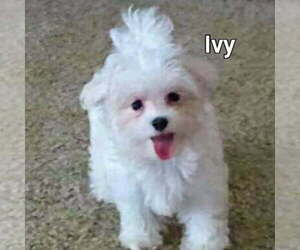 Mother of the Maltese puppies born on 04/29/2025