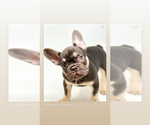 Puppy 1 French Bulldog