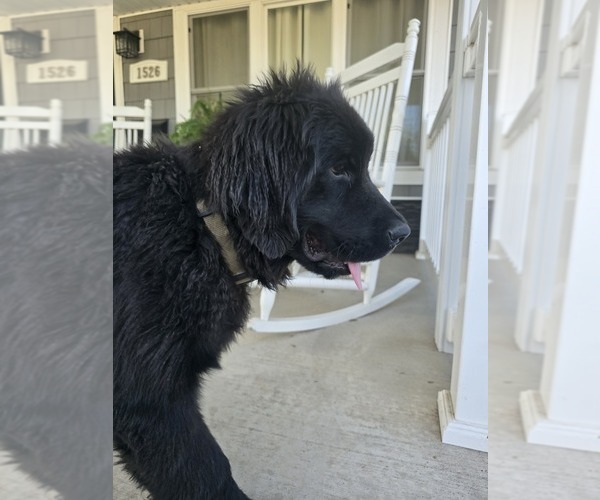 Medium Photo #16 Newfoundland Puppy For Sale in TILTON, IL, USA