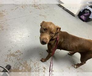 American Pit Bull Terrier Dogs for adoption in Ocala, FL, USA