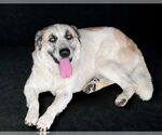 Small #1 Great Pyrenees Mix