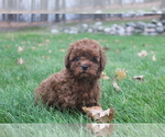 Puppy 2 Poodle (Toy)