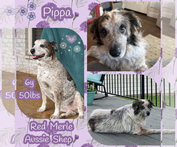 Medium Photo #4 Australian Shepherd Puppy For Sale in Dallas, TX, USA