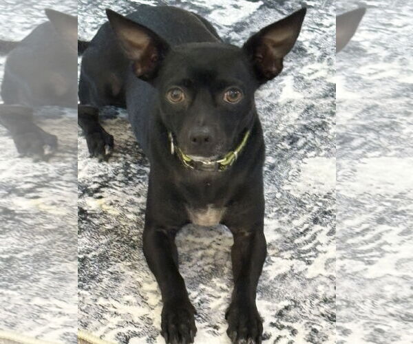 Medium Photo #5 Chiweenie Puppy For Sale in The Woodlands, TX, USA