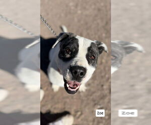 American Pit Bull Terrier-Unknown Mix Dogs for adoption in Monte Vista, CO, USA