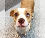 Small #1 Staffordshire Bull Terrier Mix