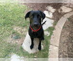 Small Labrador Retriever