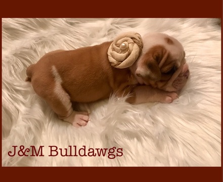 Medium Photo #1 English Bulldog Puppy For Sale in BOLTON, MS, USA