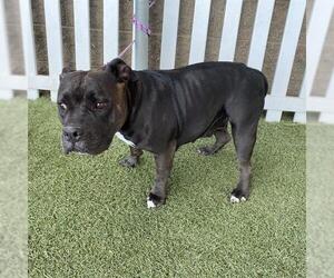 Medium American Pit Bull Terrier