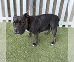 Small American Pit Bull Terrier