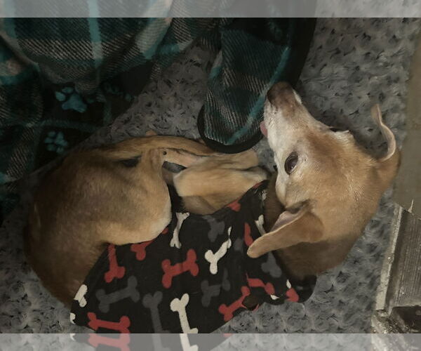 Medium Photo #3 Chihuahua Puppy For Sale in Apple Valley, CA, USA