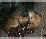 Small #2 Chihuahua