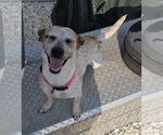 Small Photo #11 Jack Russell Terrier Puppy For Sale in Oakhurst, NJ, USA