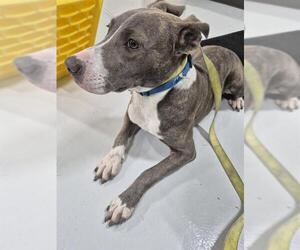 American Pit Bull Terrier-Unknown Mix Dogs for adoption in Temple, TX, USA
