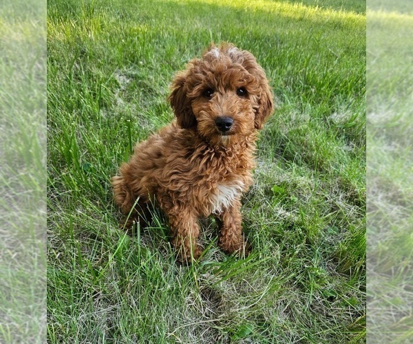 Medium Photo #1 Goldendoodle Puppy For Sale in INDIANAPOLIS, IN, USA