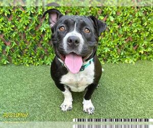 Bulldog Dogs for adoption in West Palm Beach, FL, USA
