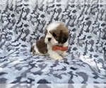 Small #5 Lhasa Apso