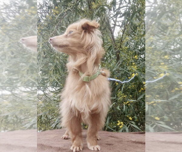 Medium Photo #3 Cocker Spaniel-Unknown Mix Puppy For Sale in San Diego, CA, USA