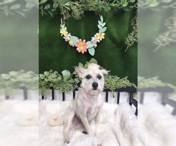 Medium Photo #4 Mutt Puppy For Sale in Boonton, NJ, USA