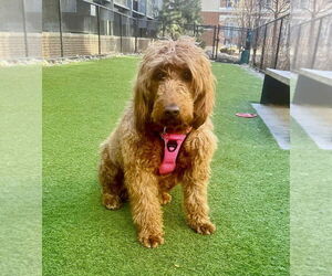 Goldendoodle Dogs for adoption in St. Louis Park, MN, USA