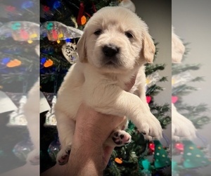 Golden Retriever Puppy for Sale in CLOVERDALE, California USA