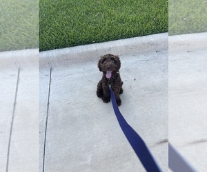 Labradoodle Puppy for sale in CYPRESS, TX, USA