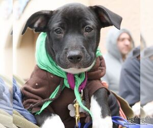 Labrador Retriever-Unknown Mix Dogs for adoption in Washington, DC, USA