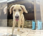 Small #5 Anatolian Shepherd-Labrador Retriever Mix