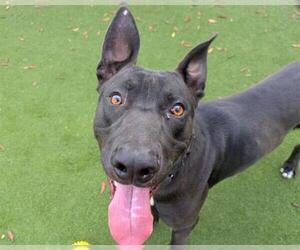 Labrador Retriever-Unknown Mix Dogs for adoption in Martinez, CA, USA
