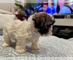 Small Photo #7 Zuchon Puppy For Sale in RENO, NV, USA