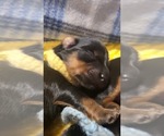 Small Photo #1 Yorkshire Terrier Puppy For Sale in WHITTIER, CA, USA