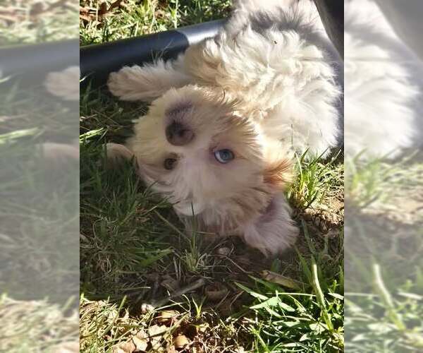 Medium Photo #4 Mutt Puppy For Sale in Candler, NC, USA