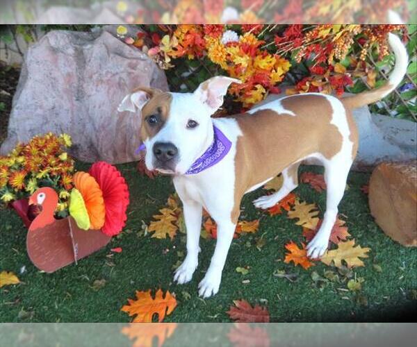 Medium Photo #1 American Pit Bull Terrier Puppy For Sale in Oklahoma City, OK, USA