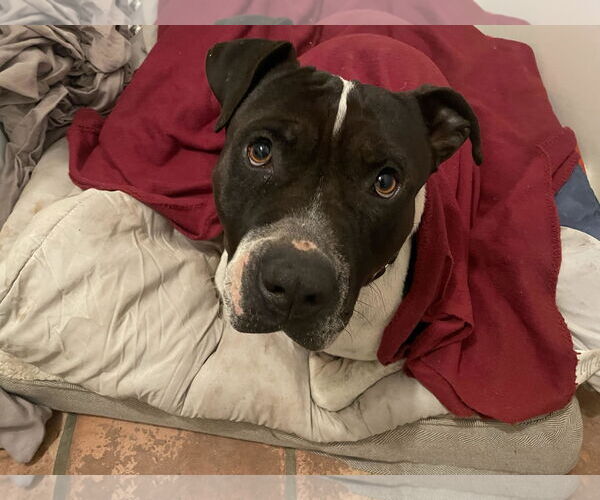 Medium Photo #19 American Bulldog-Unknown Mix Puppy For Sale in Chandler, AZ, USA