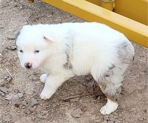 Australian Shepherd Puppy for Sale in LEAD HILL, Arkansas USA